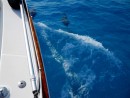 Dolphins swimming at our bow