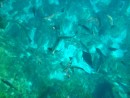 Fish in the Blue Hole, Stocking Island