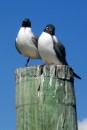 Probably Laughing Gulls, although they may be a form of Turn