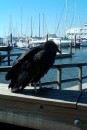 Cold black vulture, wing span about 6 feet