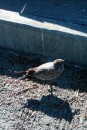 young gull at my feet