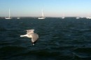 Herring Gull, not making headway against the wind 