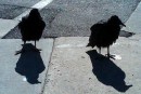Two black vultures, shaking their battered heads