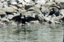cormorant drying its wings