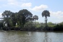 scene along the Canaveral Canal