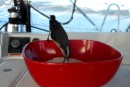 bananaquit on the boat