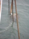 Sunken mooring ball hooked to our chain