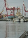 Shrimp Docks