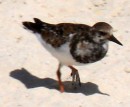 Ruddy Turnstone, they were everywhere, looking like a calico cat color