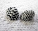 Checkered Nerite