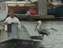 They started landing on his boat as he entered the marina, like it was a daily thing.