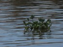 Beautiful floating plants from the marsh