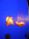 small nettle jelly fish
