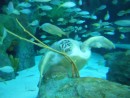 sea turtle kept eating the rubber frond