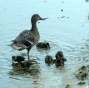 Brand new baby Mallard ducks on the pond on the campus