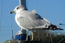 Sea Gull, ruffled by the wind