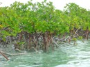 Mangroves, all different shapes