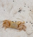 Bare-naked crabs on the beach