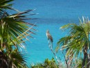 Bahamas Mockingbird