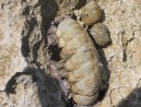 fossil and snails