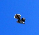 The Mockingbird in flight
