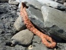 Mooring rope, now part of the beach