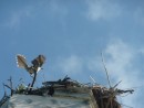 Mockingbird guarding the Osprey nest