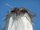Osprey nest at the top of the Monument