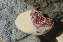 Red lichen