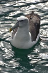 Albatross on the water: Black browed albatross floating on the water near Stewart Island.