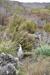 Yellow eyed penguin, Hoiho: Peeping out; a yellow eyed penguin, Hoiho, on Enderby Island.