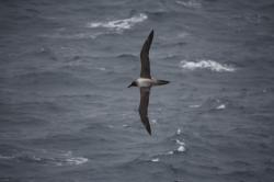 Sooty albatross on the wing: A light-mantled sooty albatross soaring in the updrafts over the northern cliffs on Enderby Island.