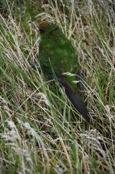 Red-crested Parakeet: Red-crested Parakeet, Enderby Island, Auckland Islands.
