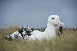 Sitting Royal albatross: Sitting Royal albatross, Enderby Island, Auckland Islands.
