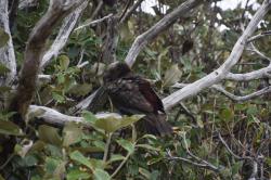 Kaka, Ulva Island: Kaka parrots, Ulva Island, Paterson Inlet, Stewart Island
