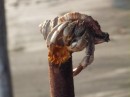 Hermit Crab on a Stick! S/he was happily munching on a mangrove shoot. Bahia Huevos, Costa Rica.