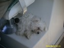 Salty sleeping under the Captains chair.