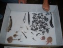 Samples from the Otter Trawl
