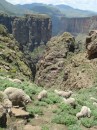 Lesotho_Sheep