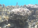 Bora Bora 039