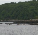 Seals: We saw our first seals while motoring up the Kennebec River toward Bath