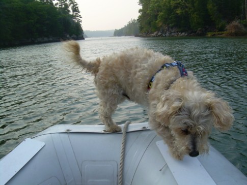 Dinghy Bowrider: The Intrepid Seadog is often either fearless or foolish with the water temperature around here.