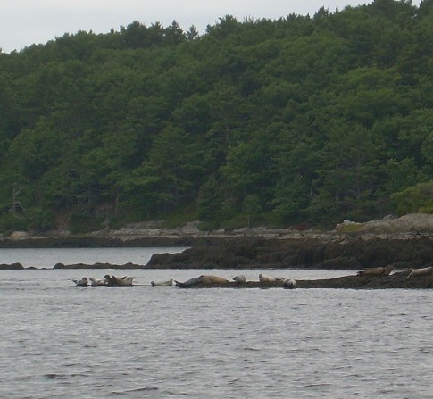 Seals: We saw our first seals while motoring up the Kennebec River toward Bath