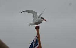 Arctic Tern: Resting on our flagstaff!