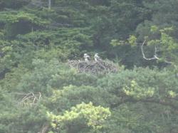Osprey chicks: 2 osprey chicks on the nest near Ardfern