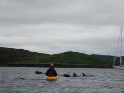 Bottlenose Dolphins: At anchor in Grimshader Bay on Lewis