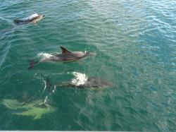 Short Beaked Common Dolphins: Dolphins on the bow, crossing to Lewis