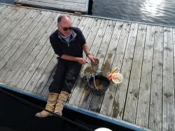 Fresh Scallops: Bought from the boat behind us, who had dived for them an hour before. 