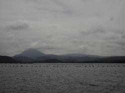 Mussel Farm: Loch Laxford, the black floats are linked together and hold the ropes which the mussels grow on. 