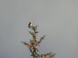 Osprey: One of the adults keeping a lookout near the nest on Loch Craignish